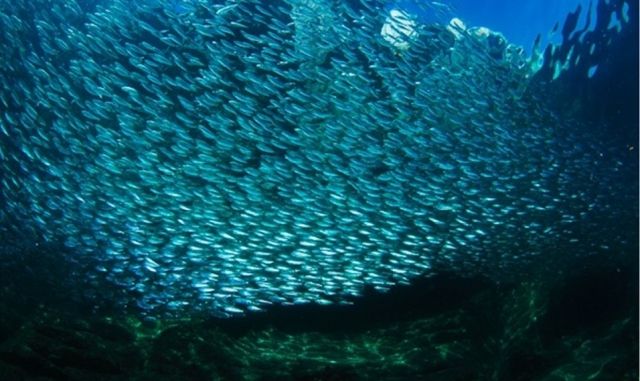 Banqueta de sardinas